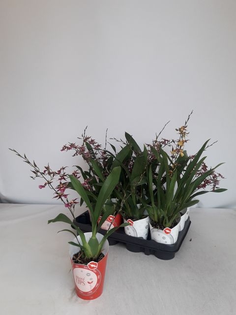 <h4>ONCIDIUM OV</h4>