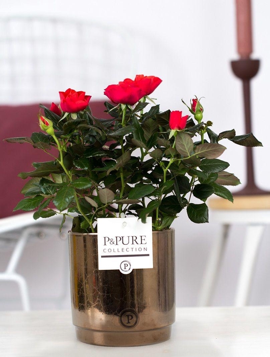 <h4>Rosa red in P&PURE Juliette ceramics goldbronze</h4>