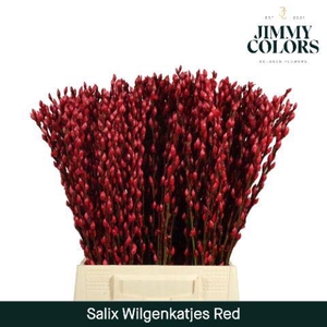 Salix Katjes L50 Red