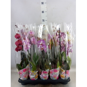 Phalaenopsis   ...mix  5