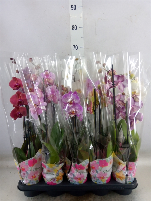 <h4>Phalaenopsis   ...mix  5</h4>