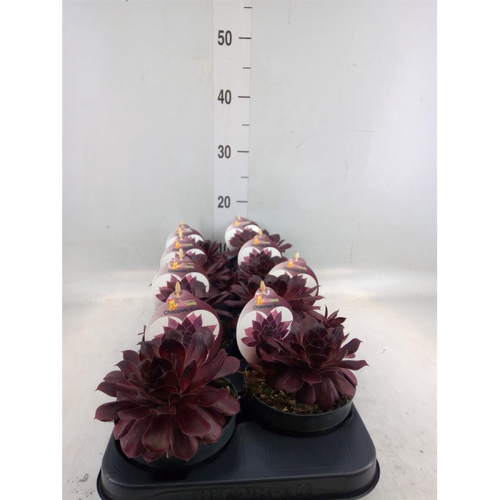 <h4>Sempervivum  'ChickCh'   ...mix</h4>