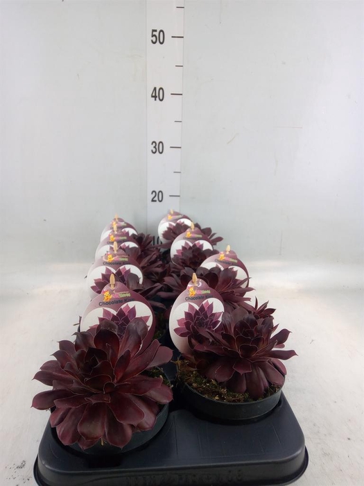 Sempervivum  'ChickCh'   ...mix