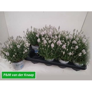 LAVANDULA AROMA WHITE P12