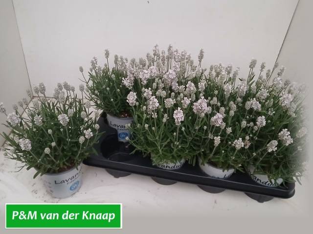 <h4>LAVANDULA AROMA WHITE P12</h4>