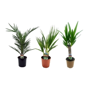 Palmen mix indoor - 2/3 soorten