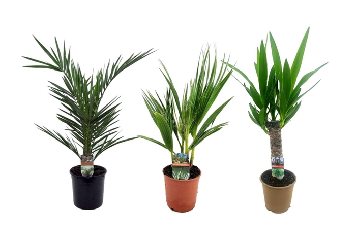 <h4>Palmen mix indoor - 2/3 soorten</h4>