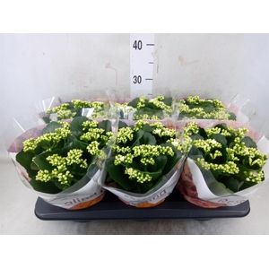 Kalanchoe blos. 'RosDon Dione'