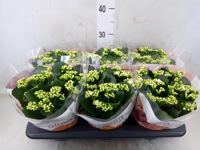 <h4>Kalanchoe blos. 'RosDon Dione'</h4>