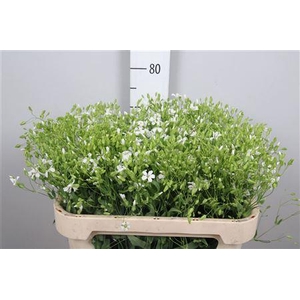 Saponaria White