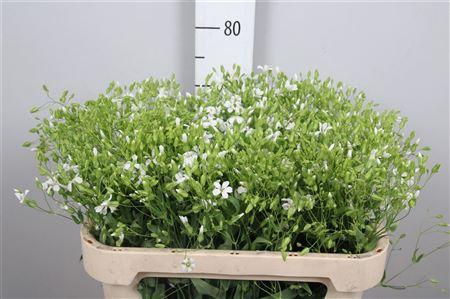<h4>Saponaria White</h4>