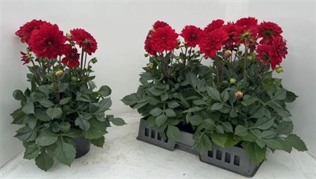 Dahl D Max Topia Red