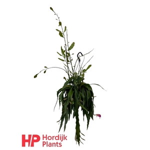 Disocactus quetzaltecus