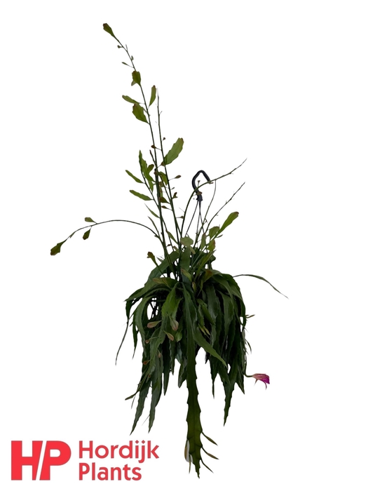 <h4>Disocactus quetzaltecus</h4>