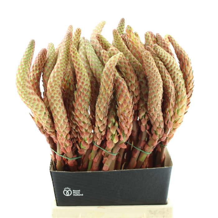 <h4>Aloe Flowers Super</h4>