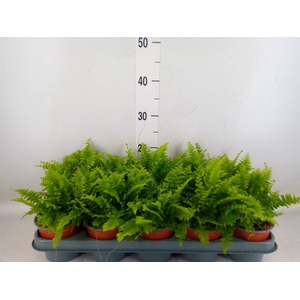 Nephrolepis exal. 'Green Moment'