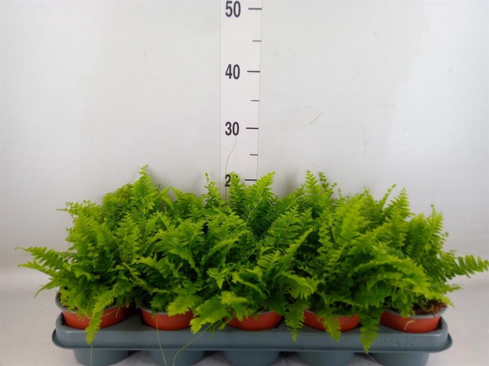 <h4>Nephrolepis exal. 'Green Moment'</h4>