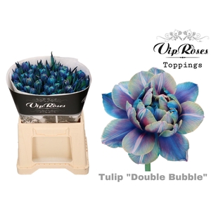 ŽŽŽ Tulipa DYED 'Double Bubble'