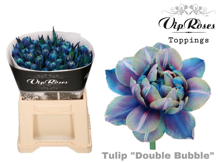 <h4>Tulipa DYED 'Double Bubble'</h4>