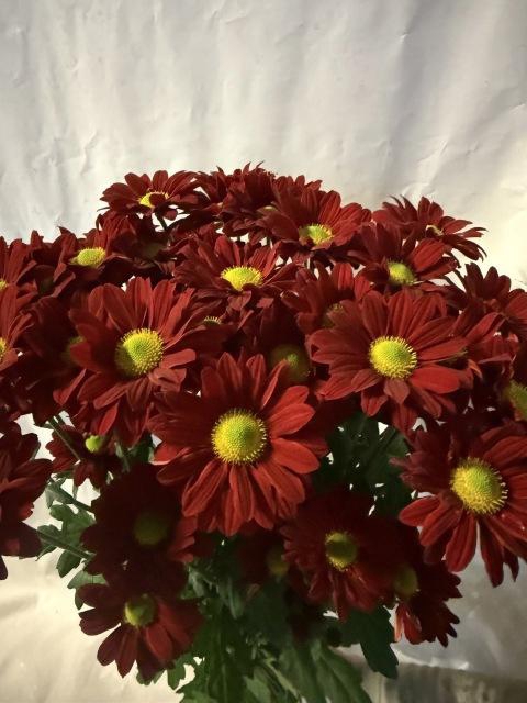 <h4>CHR T REDSTART</h4>