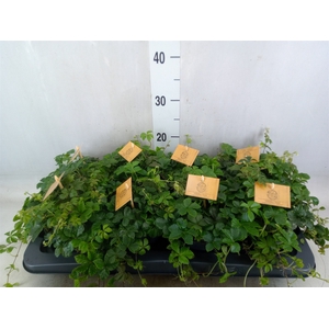 Parthenocissus  'Sugar Vine'