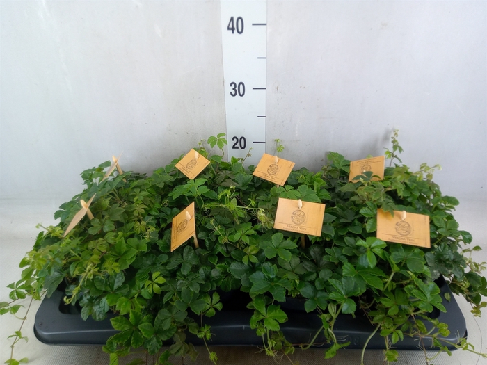 <h4>Parthenocissus  'Sugar Vine'</h4>