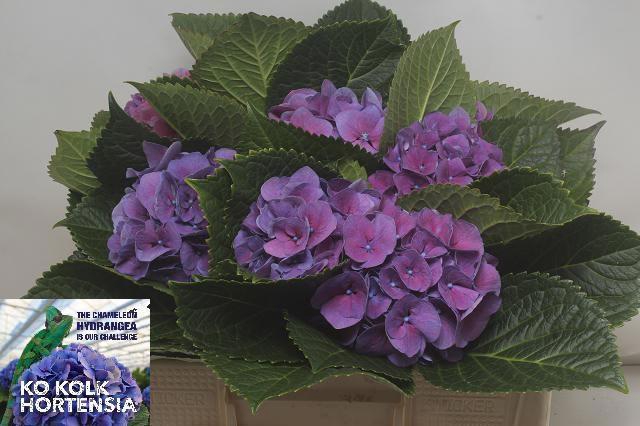 <h4>HYDR M CH CASSANOVA</h4>