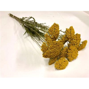 DROOG ACHILLEA PARKE