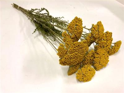 <h4>DROOG ACHILLEA PARKE</h4>