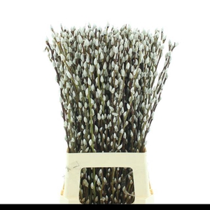 SALIX CA SNOW FLAKE