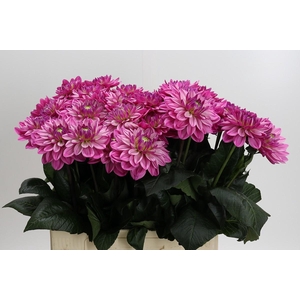Dahlia Annamarie