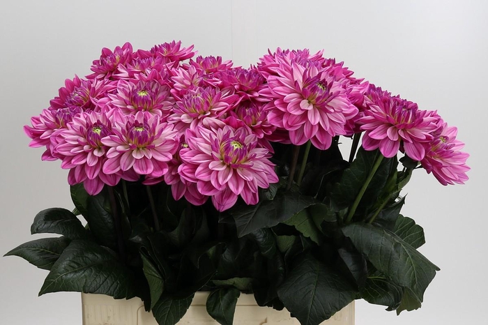 <h4>Dahlia Annamarie</h4>