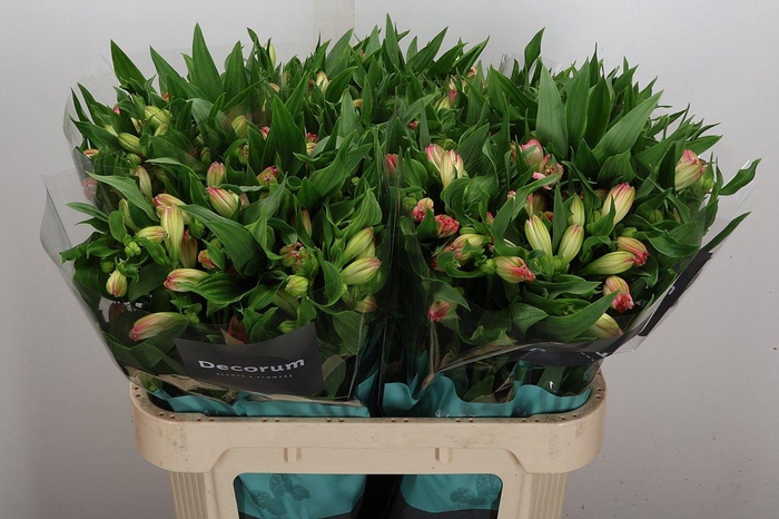 <h4>Alstr True Dream</h4>