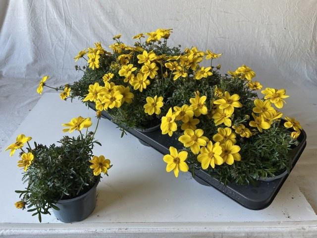 <h4>BID ELDORO GRANDE</h4>