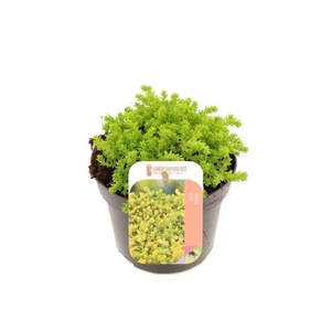 Sedum acre