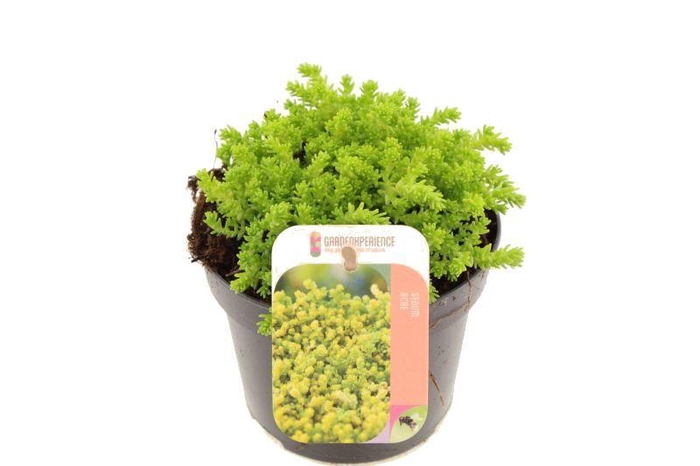 <h4>Sedum acre</h4>