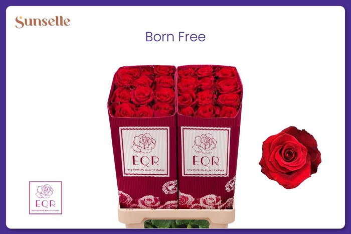 <h4>R GR BORN FREE</h4>