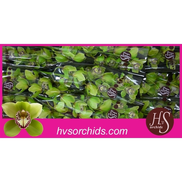 <h4>Cymb T Mrs R Hood 60 Cm</h4>