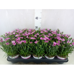 Dianthus  'Pink Kisses'