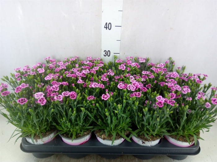 <h4>Dianthus  'Pink Kisses'</h4>