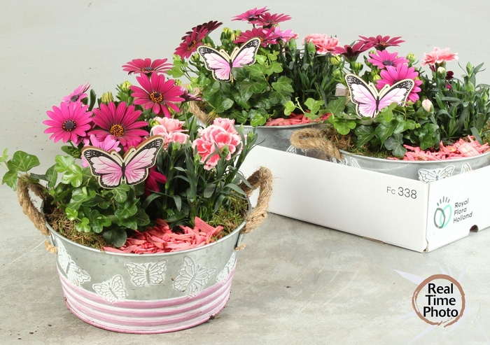 <h4>ARR TUINPLANTEN</h4>