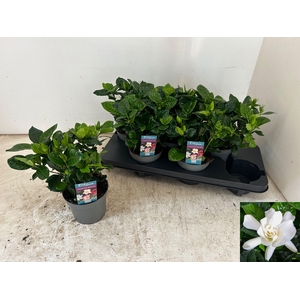 GARDENIA JASMINOIDES
