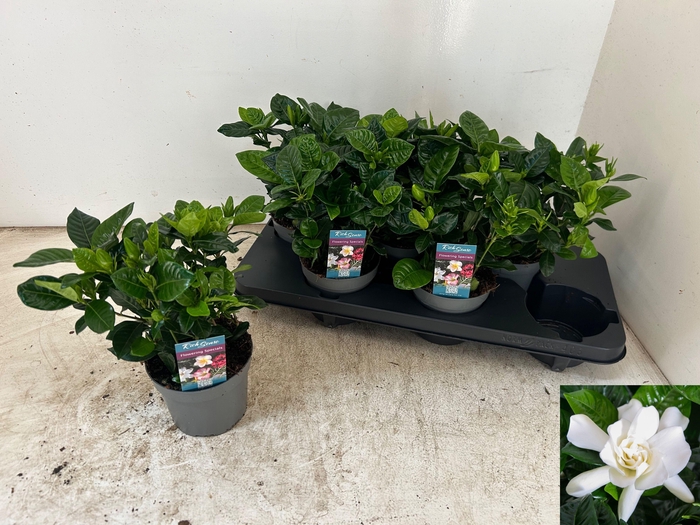 <h4>GARDENIA JASMINOIDES</h4>