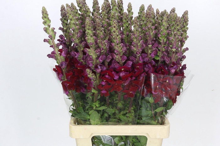 <h4>Antirrhinum Potomac Bordeaux</h4>