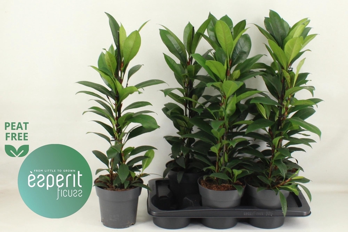 <h4>FIC CYAT COMPACTA</h4>