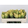 Leucadendron Disc. Yellow