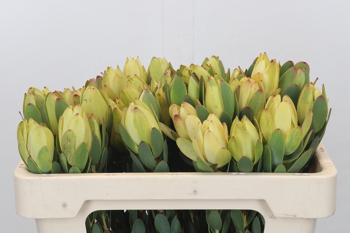 Leucadendron Disc. Yellow