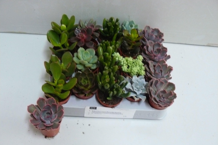 <h4>SUCC GEM 6 SRT</h4>