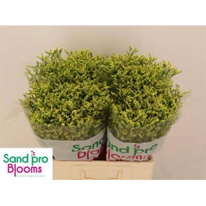 LIM SIN CHINA SUMMER