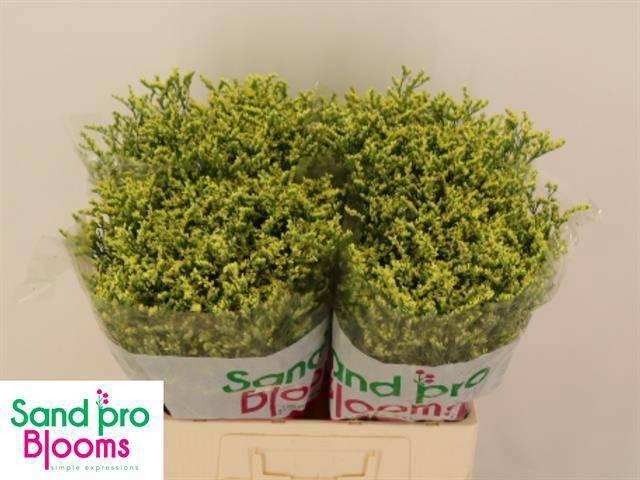 <h4>LIM SIN CHINA SUMMER</h4>